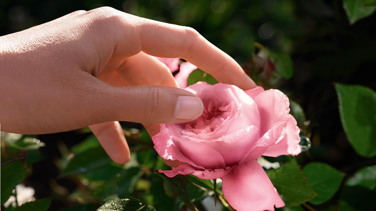Lancome