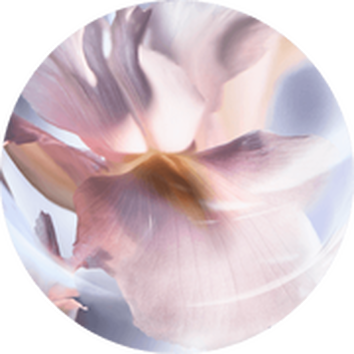 Zachte rozige bloemblaadjes in een dromerige, abstracte samenstelling met lichte kleuren.