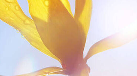 A close-up of a yellow flower petal with drops of water, illuminated by sunlight.