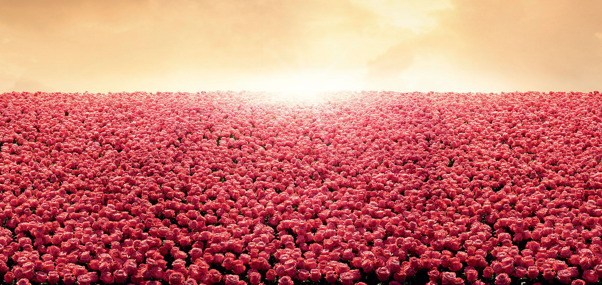 Uitgestrekt veld met roze tulpen, verlicht door een gouden zonsondergang.